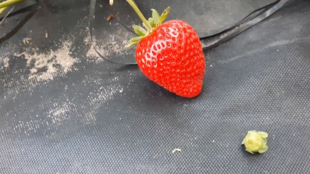 Сигнальный урожай на клубнике Крапо-10, обзор нового со