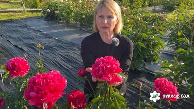 Topeka Coral Peony. Топека Корал пион. Пулков сад (2025 г.)