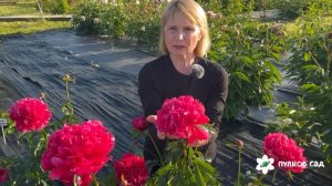 Topeka Coral peony. Топека Корал пион. Пулков сад (2025 г.)