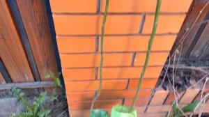 Розы с озона 😱шок или норм?