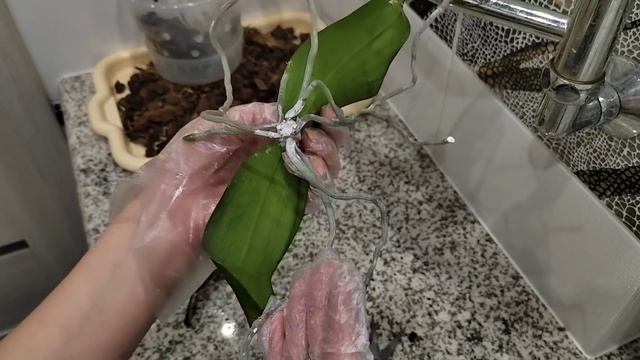 ЛИСТЬЯ стремительно желтеют, КОРНИ моментально сохну? смотреть онлайн