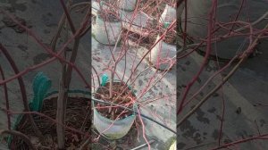 Кислый торф для🫐 на, что обратить внимание💯💯? #garden #?