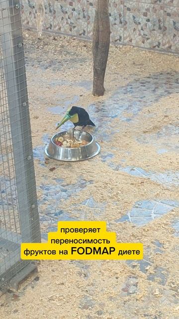 Перешел на 2 этап диеты , пробую фрукты и слежу за переносимость #юмор #диета смотреть онлайн