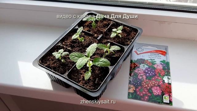 Эти ЦВЕТЫ сеем в МАРТЕ на рассаду ⚘🌻⚘🌻⚘🌻