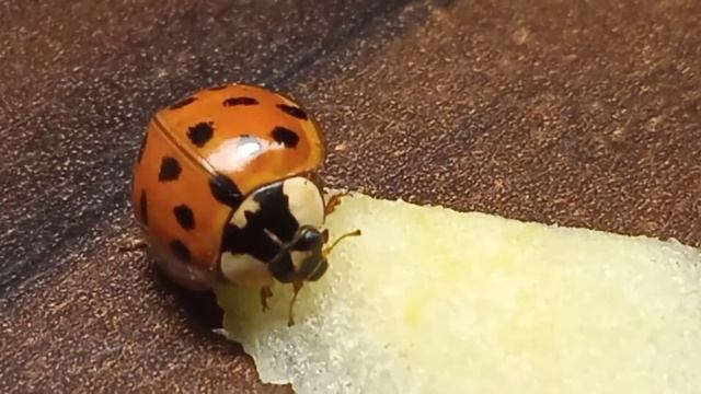 Божья коровка ест яблоко смотреть онлайн