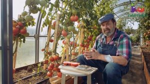 РАННИЙ ИНДЕТЕРМИНАНТНЫЙ БИФ-ТОМАТ ГОРДОСТЬ ЗАСТОЛЬЯ F