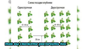 Как пересадить клубнику в августе и получить урожай в
