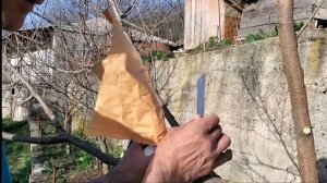 Как сделать прививку на шелковицу