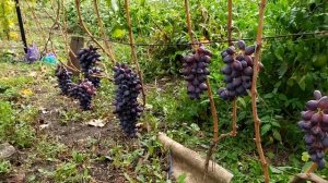 Виноград Байконур Эталон сравнение