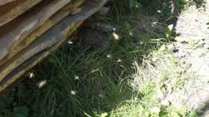 Эффективный, 100% метод исправления семьи-трутовки