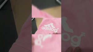 Наш первый опыт, все что нужно для щенка добермана
