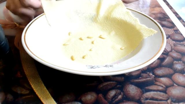 Рассада для начинающих. Огурцы. Mr Geek Rogers смотреть онлайн