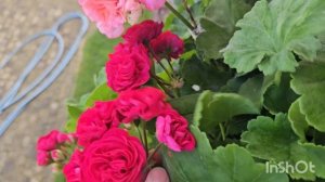 Пеларгонии на террасе. ТА Амазонка, ИВ Столбовая дворя