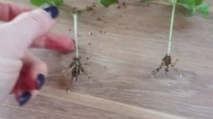 Способ укоренения клематиса!!!