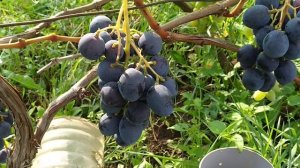 Виноград Руслан.  Плюсы и минусы. Личный опыт.