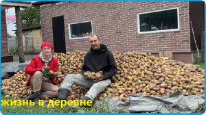 СОБРАЛИ ОГРОМНЫЙ УРОЖАЙ КАРТОШКИ, ТАКОГО ЕЩЁ НЕБЫЛО, ЖИЗНЬ В ДЕРЕВНЕ
