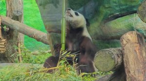 Панда Катюша из Московского зоопарка / Giant Panda Katyusha from Mo