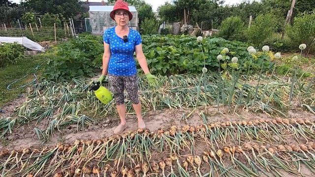 Выкапываем лук и чеснок: лучшие советы по хранению!