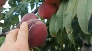 Персик Редхейвен (Redhaven) — лучший сорт, проверенный вре