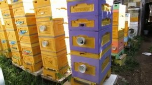 8 рамочный улей с разным типом рамок в июне на пасеке