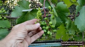 🍇 Почему виноград мелкий? Горошение ягод винограда и