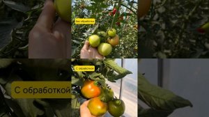 Применение жидкой серы на тепличных помидорах, горько