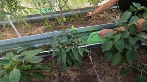 На даче в начале июля. Дегустируем томат Леопольд. Обр?