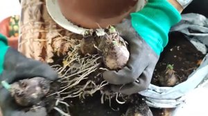 Посадка нарциссов дома осенью в горшок для цветения в?