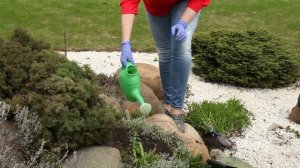 Правила посадки ЛАВАНДЫ в открытый грунт. Лавандовое ?