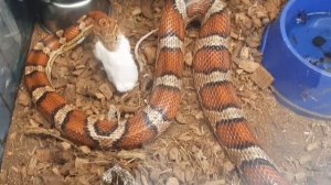 Snakes eat mice. Live feeding. Змеи убивают мышей.