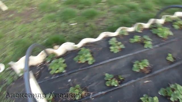 ЧЕМ ОБРАБАТЫВАТЬ КЛУБНИКУ РАННЕЙ ВЕСНОЙ смотреть онлайн