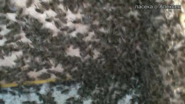 Как найти матку. 100% способ убрать матку из семьи. вариа смотреть онлайн