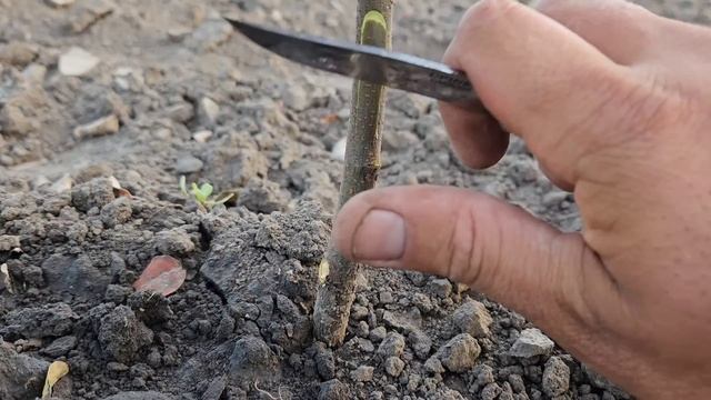 🌱 Як з нуля виростити ідеальний саджанець? Секрети д? смотреть онлайн