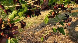 Очень урожайная и крупная шелковица ГАЛИЦИЯ / Рекомен?