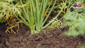 Очень крупный укроп АЛЛИГАТОР