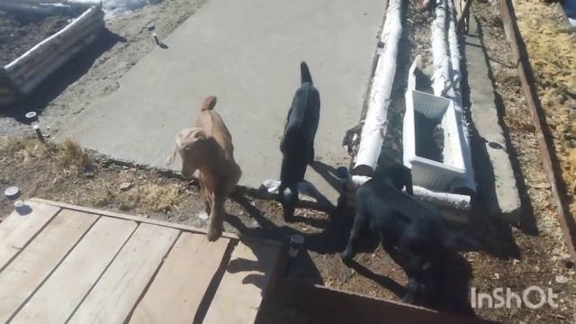 НАША ДАЧА🐐/"СУЕТЛИВОЕ" ХОЗЯЙСТВО🐓/ПОСОВЕТОВАЛИ ТОЛЬ смотреть онлайн