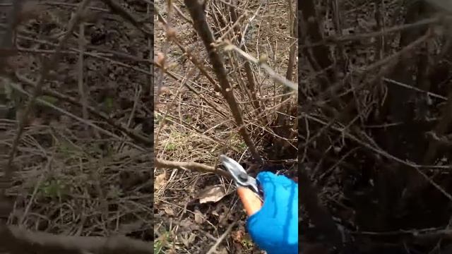 Вишня войлочная. Обрезка весной | Prunus tomentosa смотреть онлайн