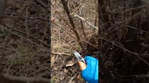 Вишня войлочная. Обрезка весной | Prunus tomentosa