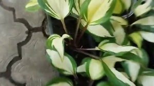 #хоста  Raspberry Sundae саджанці для продажу 350грн. #hostas