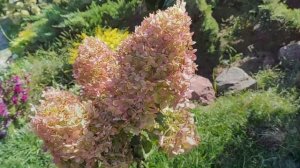 ГДЕ ПОСАДИТЬ ГОРТЕНЗИЮ: на солнце, в тень или полутень