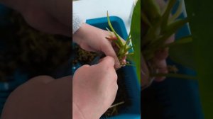 Что будет, если посадить антуриум в мох? Проверяю на де