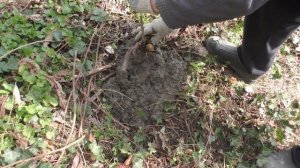 Азимина. Посадка саженца .24