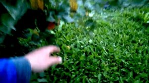 Яблоня Штрифлинг (Штрифель) в моем саду. Старый провер?