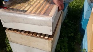 ЧТО ДЕЛАТЬ? ЕСЛИ ВЕСНОЙ 3 УЛОЧКИ ПЧЕЛ /канадский метод ?