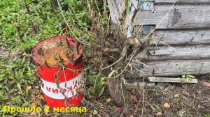 Как избавиться от клена навсегда🔥