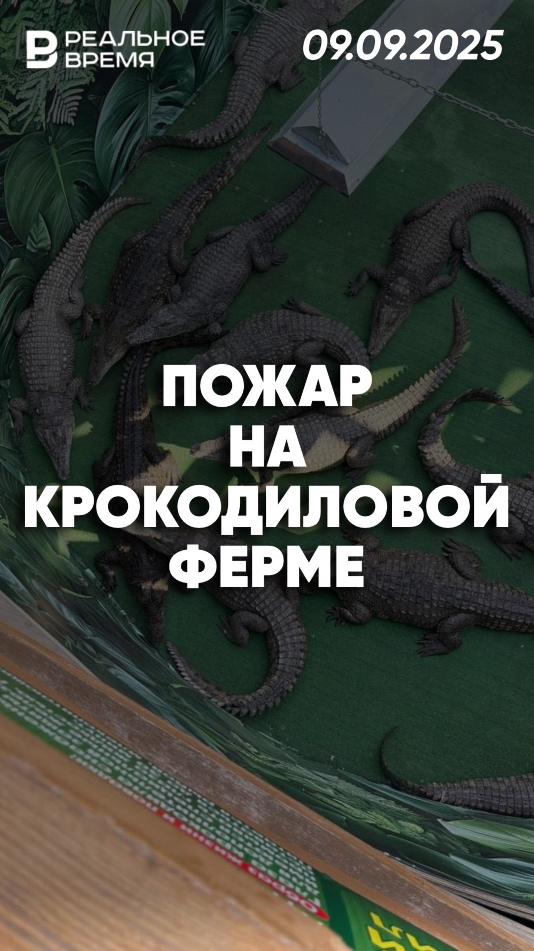 Пожар на крокодиловой ферме в Ейске смотреть онлайн