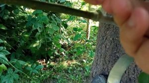 17 августа 2025 г. Прививка персика нектарина почкой(окул