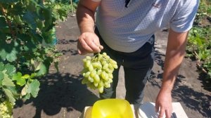 Обзор сорта винограда Гелиодор!!!