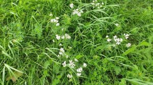 Кумин он же Зира растет днём на улице