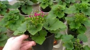 Цинерария гибридная. Развитие на 6 февраля.